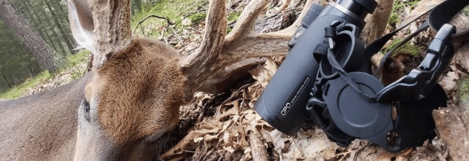 A deer lying next to GPO gear in the fall forest leaves after being hunted